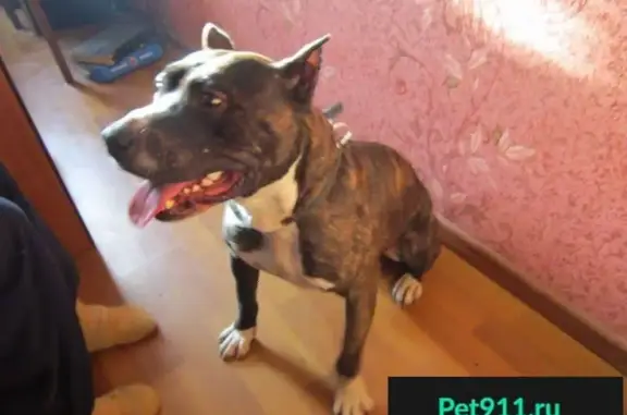 Найдена собака в Новоуколово, ищем хозяев, Белгородская область