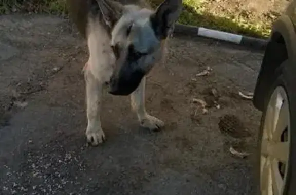 Найдена собака в Видном, г. Дыдылдино