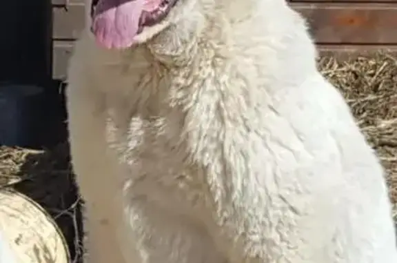 Пропала собака в п. Лебедь, Самарская область