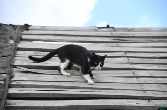 Кошки потеряшки, Баюновский сельсовет, фото: Потеряшка кошка в Косихинском районе, Алтайский край