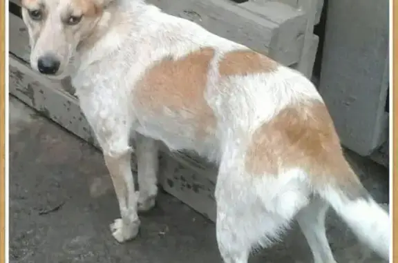 Пропала беременная собака на ул. Сухэ-Батора, нужна помощь!