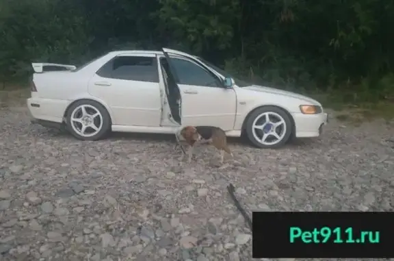 Пропала собака в Шелехове, Иркутская область