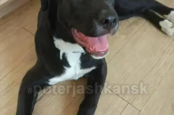 Найдена собака на улице Кошурникова, 39
