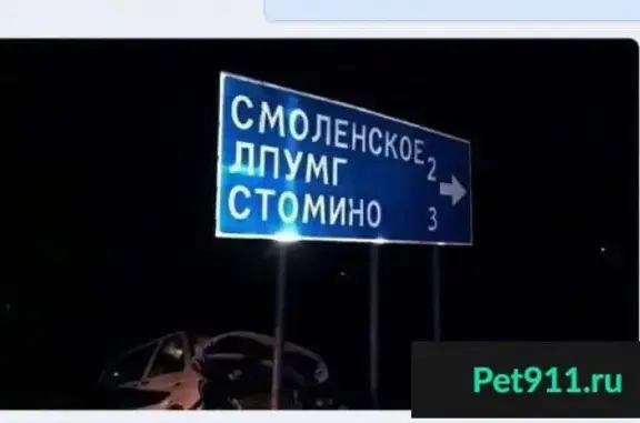 Пропала собака Андрея на 391 км трассы Москва-Минск