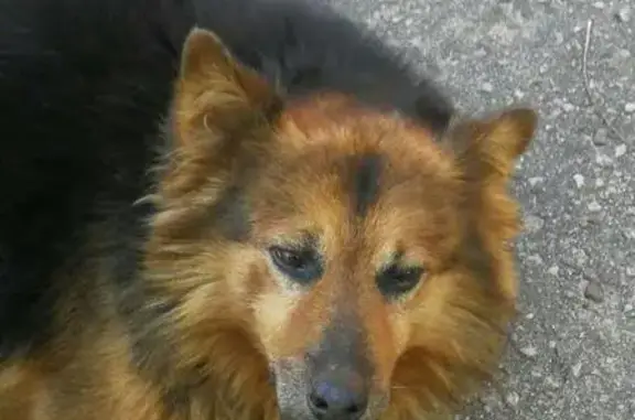 Пропала собака с красным ошейником в Гродно