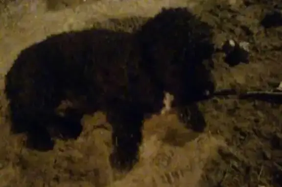 Пропала собака в Нижневартовске, ХМАО