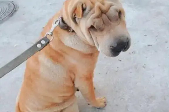 Пропала собака породы шарпей в районе Черногорского кольца, нужна помощь!