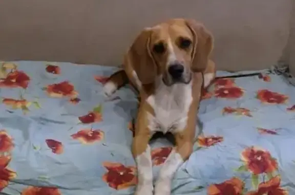 Собаки потеряшки, Самара, фото: Потеряшка кастрированная собака в поселке Мехзавод