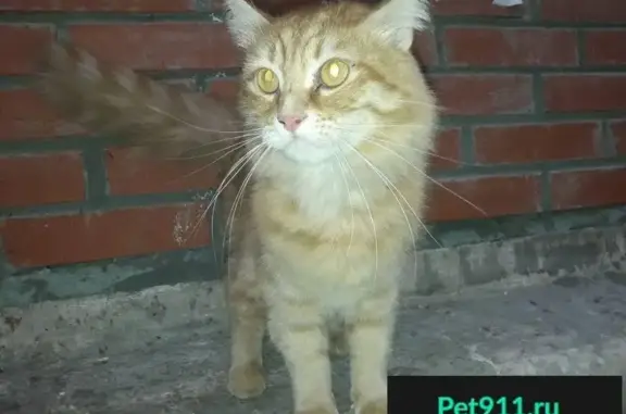 Найден кот в районе Птички, Самара