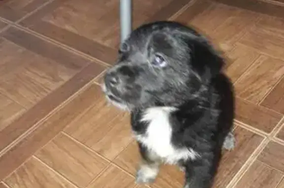 Найден щенок на Ново-Московской улице, Смоленск