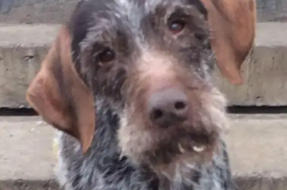 Пропала собака в Чибисовке, Елецкий район, вознаграждение!