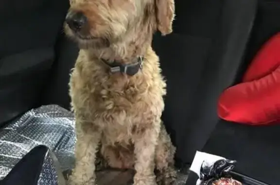 Найдена собака Метис в ошейнике в Московской области