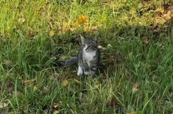 Найден голодный котенок возле Пятерочки на Комсомольской