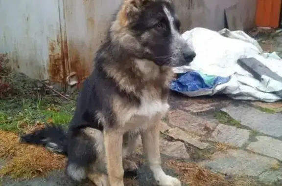 Найдена собака в поселке Решеты, Свердловская область