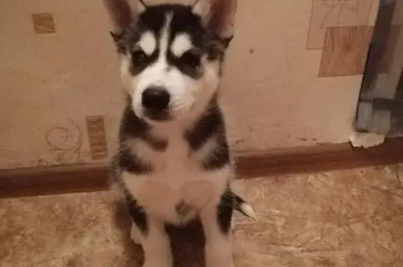 Пропала собака Еван, микрорайон Терновка, нужна помощь!