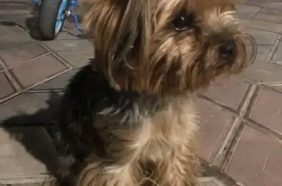 Найдена собака в Саках, Крым