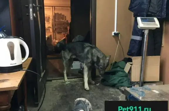 Пропала собака Кай в Ноябрьске на Площади Памяти