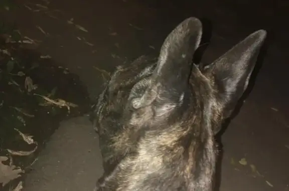 Пропал щенок французского бульдога в Железнодорожном районе, Барнаул