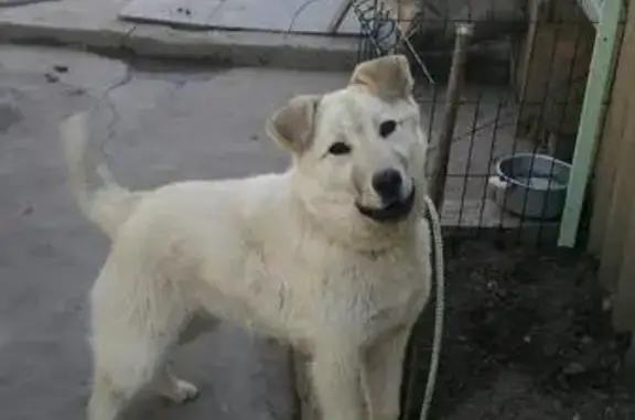 Пропала собака на Федеративной улице, Астрахань