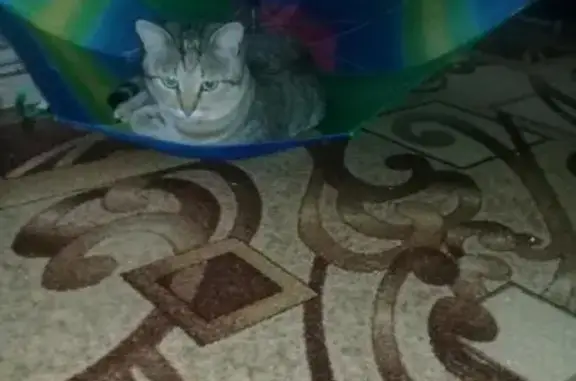 Кошки потеряшки, Новосибирск, фото: Потеряшка кот Максик в микрорайоне Родники, Новосибирск