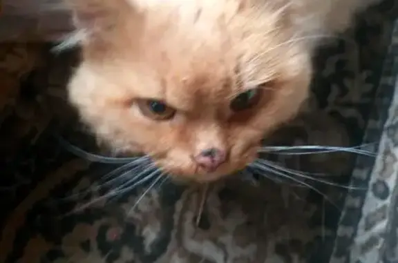 Пропал котик в Автозаводском районе, найдена кошка
