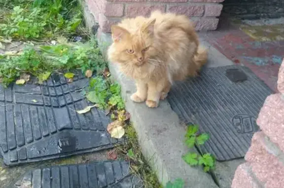 Пропала кошка в Автозаводском районе, живет на открытой веранде