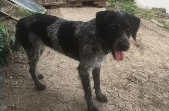 Пропала собака, найдена с ошейником в Новочеркасске.