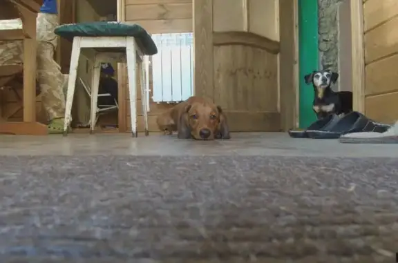 Собаки потеряшки, Егорье, фото: Потеряшка собака в лесу района Долины Славы, Московская область