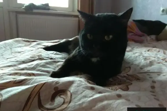 Пропала черная кошка с белым пятнышком в Уржуме, ул. Кирова 154