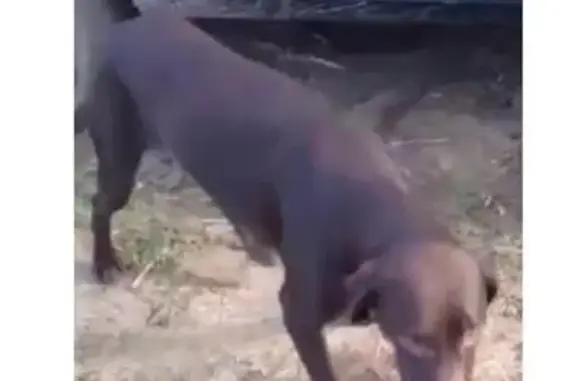 Пропала собака на Краснодарской, видели в Анапе и Джемете