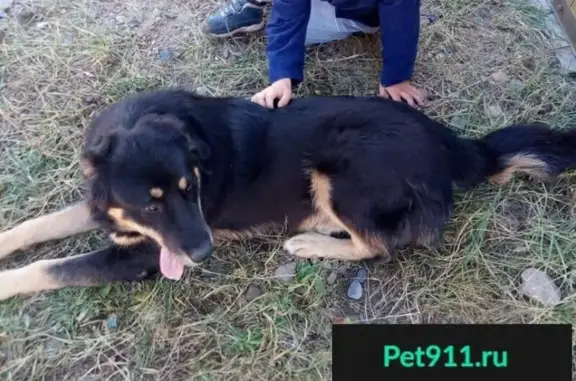 Пропала собака Рокки в поселке Онохой, Заиграевский район, Республика Бурятия