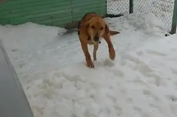 Собаки потеряшки, Верховажье, фото: Потеряшка собака в Верховажье с опухолью на животе