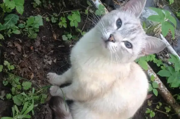 Пропала кошка в Дзержинске, район Дом книги