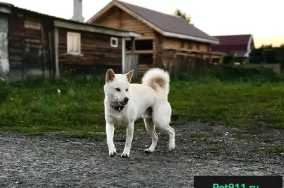 Пропала собака на ул. Каменской, Кемерово