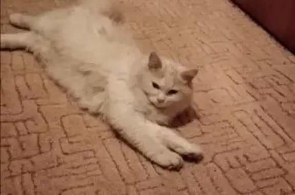 Кошка с кривым хвостом найдена в Серпухове