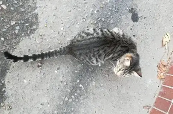 Найден котенок в зеленом ошейнике в Ступино