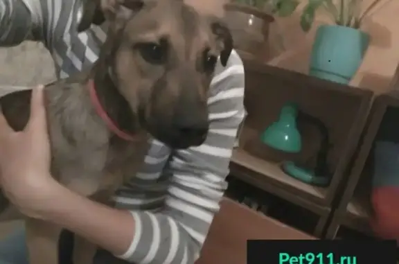 Найдена крупная собака Мальчик в Алматы на улице Ауэзова