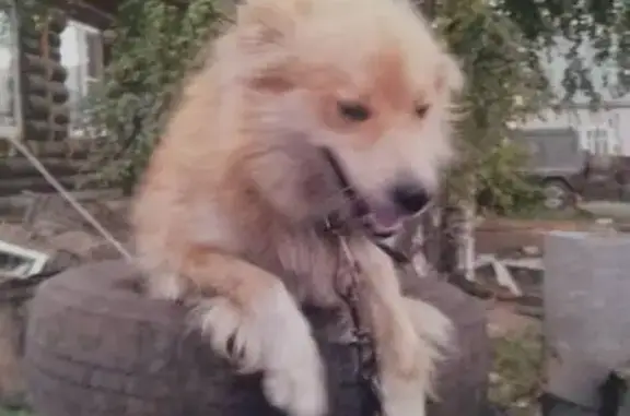 Пропала собака Буран в Бессоновке, Пензенская область