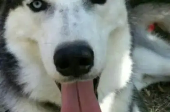 Пропала собака Айс в Будённовске!