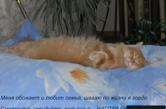 Пропала кошка в пос. Федоровский, улицы Нагорная и Заречная.