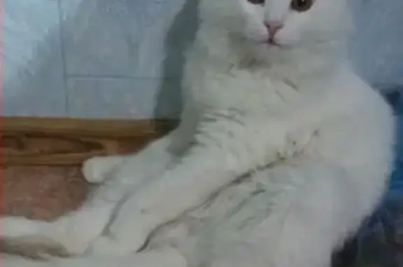 Пропал белый кот с ошейником в СНТ Зеленая Даль, Тольятти