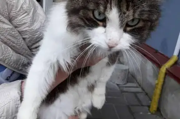 Найден кот на Афонской улице