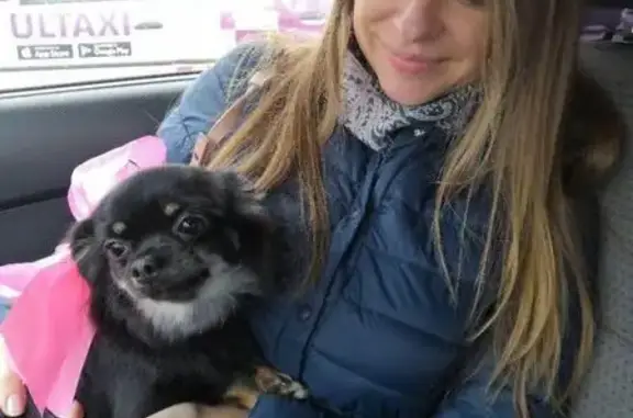 Собаки потеряшки, Ульяновск, фото: Потеряшка собака с клеймом в Ульяновске