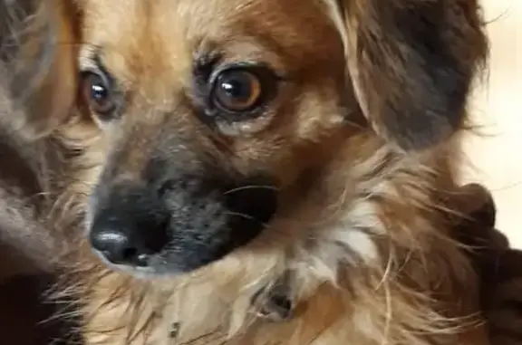 Найдена собака в Энгельсе на дамбе