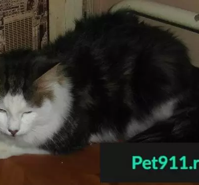 Найден кот с переломом лапы на ул. Ильича, 52Б в Екатеринбурге