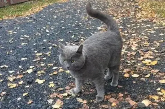 Найден серый кот в Истре, поселок Манихино, ул. Пушкина.
