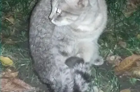 Пропала кошка в Ставрополе, ищем новую семью для котика.