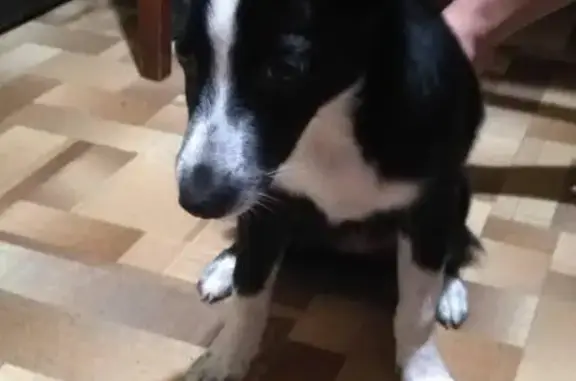 Найдена собака в Ачинске, ищем хозяев