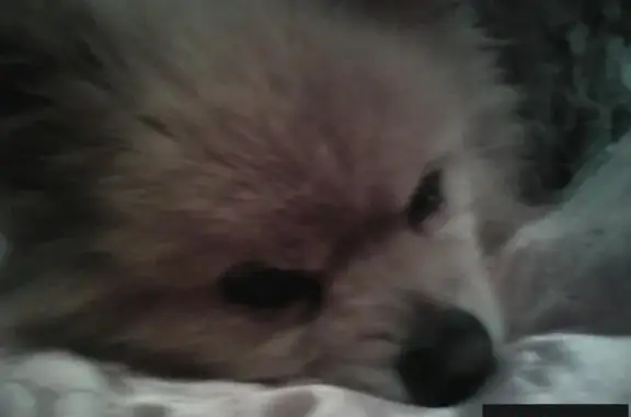 Собаки потеряшки, Мосальское, фото: Потеряшка собака с жёлтым ошейником в Воронежской области