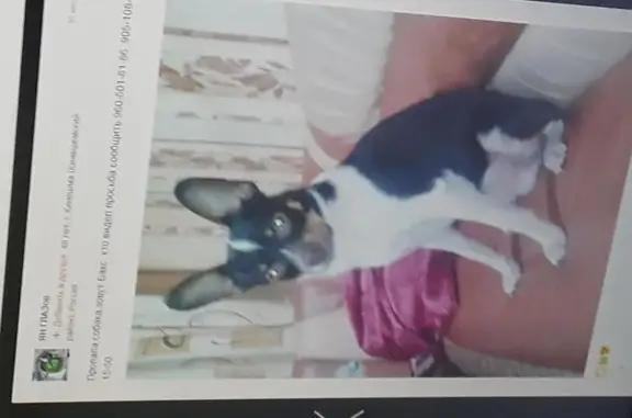 Собаки потеряшки, Михайлово, фото: Потеряшка собака Бакс в деревне Михайлово, Ивановская область